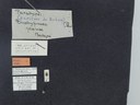 BE-RBINS-ENT Brachypnoea jaanae K30_D02_027 Label.JPG