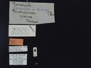 BE-RBINS-ENT Brachypnoea jaanae K30_D02_028 Label.JPG