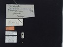 BE-RBINS-ENT Brachypnoea jaanae K30_D02_029 Label.JPG