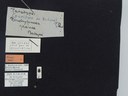 BE-RBINS-ENT Brachypnoea jaanae K30_D02_030 Label.JPG