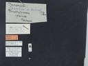 BE-RBINS-ENT Brachypnoea jaanae K30_D02_031 Label.JPG