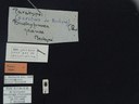 BE-RBINS-ENT Brachypnoea jaanae K30_D02_032 Label.JPG