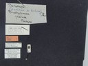 BE-RBINS-ENT Brachypnoea jaanae K30_D02_033 Label.JPG