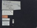 BE-RBINS-ENT Brachypnoea jaanae K30_D02_035 Label.JPG