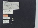 BE-RBINS-ENT Brachypnoea jaanae K30_D02_036 Label.JPG