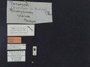 BE-RBINS-ENT Brachypnoea jaanae K30_D02_037 Label.JPG