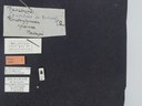 BE-RBINS-ENT Brachypnoea jaanae K30_D02_038 Label.JPG