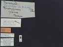 BE-RBINS-ENT Brachypnoea jaanae K30_D02_039 Label.JPG