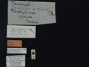 BE-RBINS-ENT Brachypnoea jaanae K30_D02_040 Label.JPG