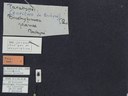 BE-RBINS-ENT Brachypnoea jaanae K30_D02_041 Label.JPG