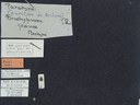 BE-RBINS-ENT Brachypnoea jaanae K30_D02_042 Label.JPG