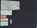 BE-RBINS-ENT Brachypnoea jaanae K30_D02_043 Label.JPG