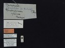 BE-RBINS-ENT Brachypnoea jaanae K30_D02_044 Label.JPG