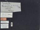 BE-RBINS-ENT Brachypnoea jaanae K30_D02_045 Label.JPG