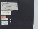 BE-RBINS-ENT Brachypnoea jaanae K30_D02_046 Label.JPG