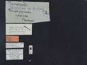 BE-RBINS-ENT Brachypnoea jaanae K30_D02_047 Label.JPG