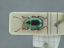 BE-RBINS-ENT Brachypnoea viridis K30_D02_112 Dorsal.jpg