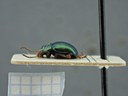 BE-RBINS-ENT Brachypnoea viridis K30_D02_112 lateral.jpg