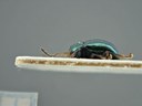 BE-RBINS-ENT Brachypnoea viridis K30_D02_114 Lateral.jpg