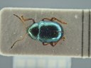 BE-RBINS-ENT Brachypnoea viridis K30_D02_115 Dorsal.jpg