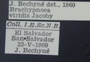 BE-RBINS-ENT Brachypnoea viridis K30_D02_115 Label.JPG