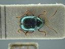 BE-RBINS-ENT Brachypnoea viridis K30_D02_118 Dorsal.jpg