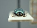 BE-RBINS-ENT Brachypnoea viridis K30_D02_120 Frontal.jpg