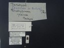 BE-RBINS-ENT Brachypnoea viridis K30_D02_121 Label.JPG
