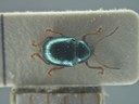 BE-RBINS-ENT Brachypnoea viridis K30_D02_126 Dorsal.jpg