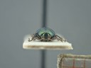 BE-RBINS-ENT Brachypnoea viridis K30_D02_131 Frontal.jpg