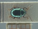 BE-RBINS-ENT Brachypnoea viridis K30_D02_135 Dorsal.jpg