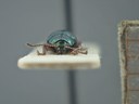 BE-RBINS-ENT Brachypnoea viridis K30_D02_135 Frontal.jpg