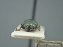 BE-RBINS-ENT Brachypnoea viridis K30_D02_136 Frontal.jpg