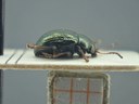 BE-RBINS-ENT Brachypnoea viridis K30_D02_136 Lateral.jpg