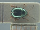 BE-RBINS-ENT Brachypnoea viridis K30_D02_141 Dorsal.jpg
