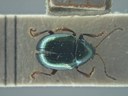 BE-RBINS-ENT Brachypnoea viridis K30_D02_143 Dorsal.jpg