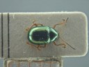 BE-RBINS-ENT Brachypnoea viridis K30_D02_144 Dorsal.jpg