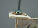 BE-RBINS-ENT Brachypnoea viridis K30_D02_144 Frontal.jpg
