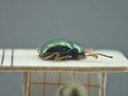 BE-RBINS-ENT Brachypnoea viridis K30_D02_144 Lateral.jpg