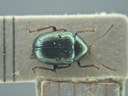 BE-RBINS-ENT Brachypnoea viridis K30_D02_145 Dorsal.jpg