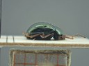 BE-RBINS-ENT Brachypnoea viridis K30_D02_145 Lateral.jpg