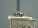 BE-RBINS-ENT Brachypnoea viridis K30_D02_146 Frontal.jpg