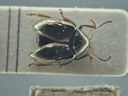 BE-RBINS-ENT Brachypnoea viridis K30_D02_147 Dorsal.jpg