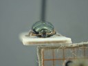 BE-RBINS-ENT Brachypnoea viridis K30_D02_149 Frontal.jpg