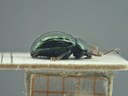 BE-RBINS-ENT Brachypnoea viridis K30_D02_149 Lateral.jpg