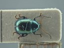 BE-RBINS-ENT Brachypnoea viridis K30_D02_155 Dorsal.jpg