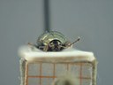 BE-RBINS-ENT Brachypnoea viridis K30_D02_156 Frontal.jpg