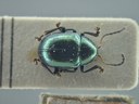 BE-RBINS-ENT Brachypnoea viridis K30_D02_157 Dorsal.jpg