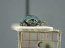 BE-RBINS-ENT Brachypnoea viridis K30_D02_157 Frontal.jpg
