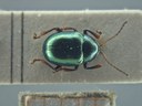 BE-RBINS-ENT Brachypnoea viridis K30_D02_158 Dorsal.jpg